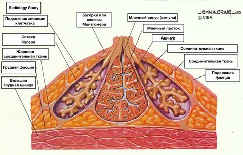 Каким должен быть сосок у женщины. Типы сосок для бутылочек. Каким должен быть сосок у женщины. Примета чешется левая грудная железа. Каким должен быть сосок у женщины.