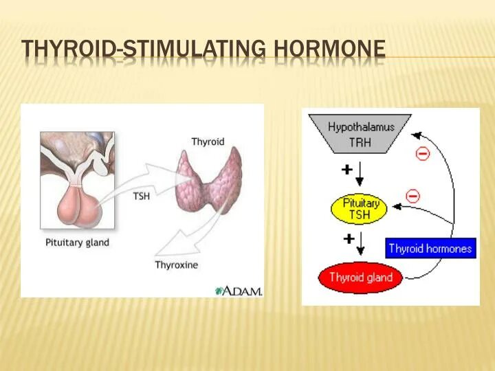 Повышенный тиреотропный гормон. ТТГ Thyroid stimulating Hormone. TSH гормон что это такое. Тиреотропный гормон 96.