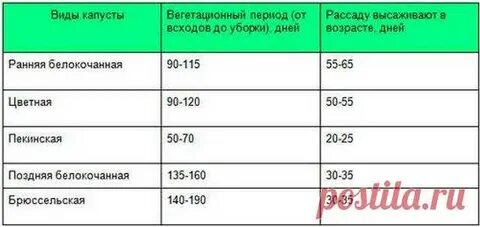 Когда можно сеять семена капусты на рассаду
