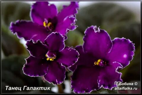Фиалка танец галактик описание