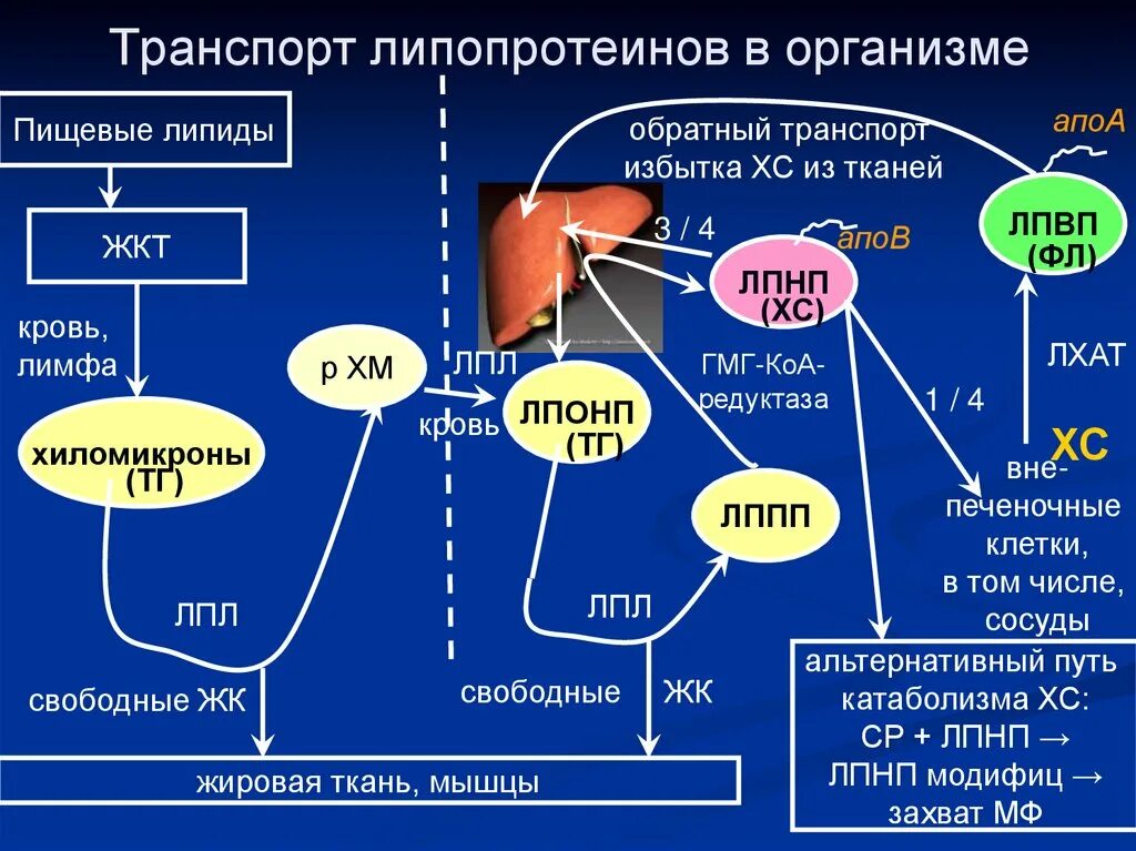 Синтез белков крови в печени. Транспорт фосфолипидов липопротеинами крови. Этапы образования липопротеинов в печени биохимия. Метаболизм липопротеинов биохимия. Метаболизм липидов и липопротеинов.