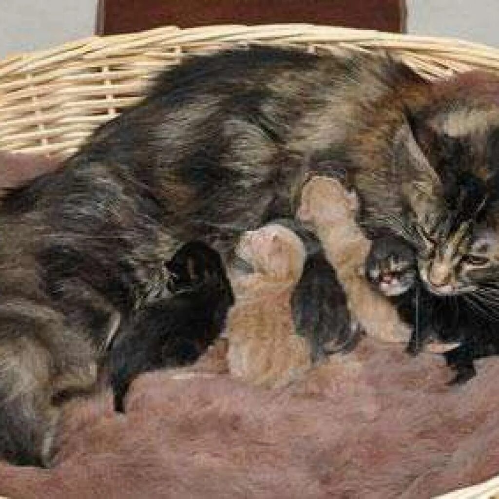 Беременные кошки мейн кун. Котята Мейн кун Новорожденные. Домик для кошки с котятами после родов. Место для родов кошки.