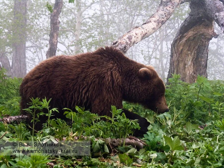 Описание фотографии камчатский бурый медведь