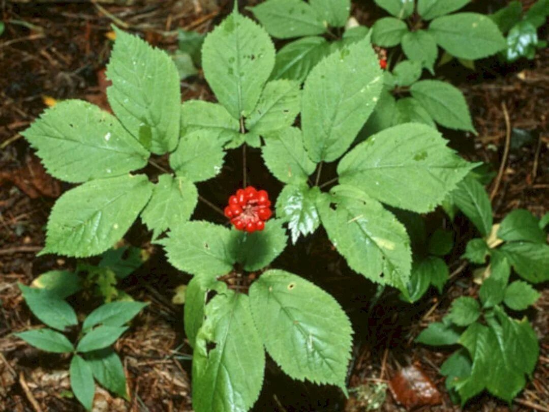 Женьшень panax. Panax ginseng женьшень. Китайский женьшень. Уссурийский заповедник женьшень. Женьшень пятилистный.