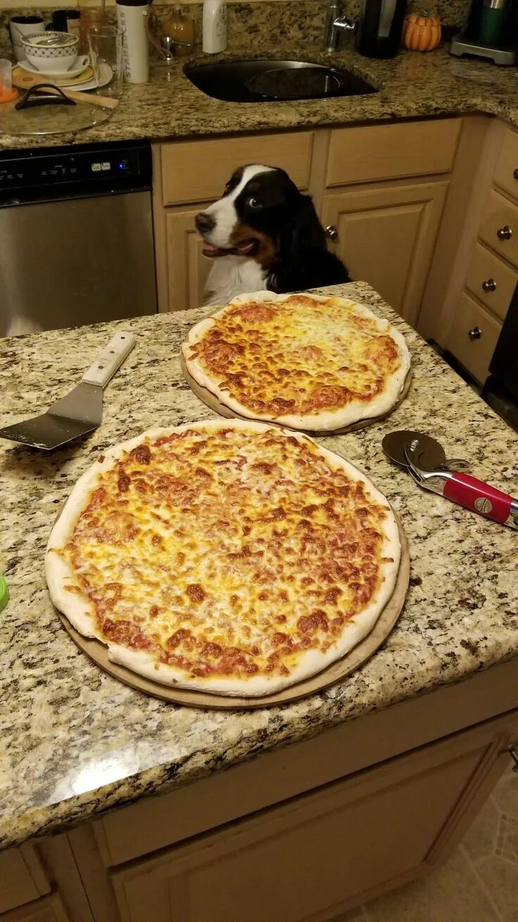 Я хочу пиццы мем скачать "I want pizza" image created in Shedevrum