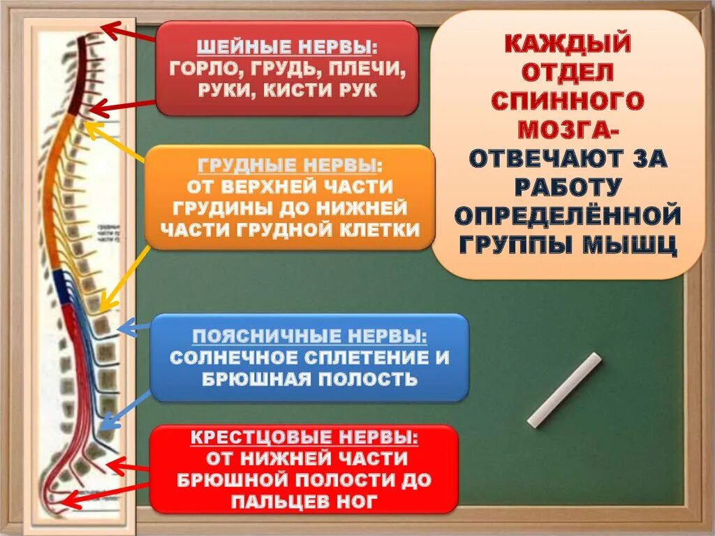 Сколько пар спинномозговых нервов отходит от спинного. За что отвечает спинной мозг. Спинной мозг отвечает. Отделы спинного мозга. Смпинной мохзн ответчает за.