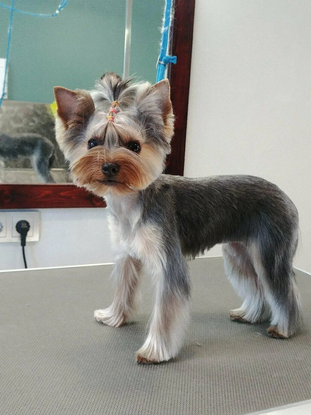 йоркширский терьер подстриженный. стрижка йорка мальчика. йоркширский терьер стандарт стрижки. йоркширский терьер стандарт стрижки. стрижка щенков йоркширского терьера.