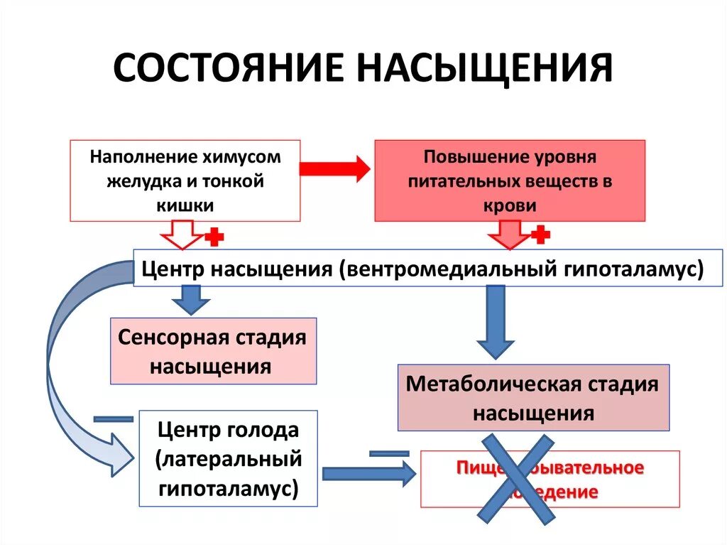 Причины ощущения голода. Физиологические механизмы насыщения.. механизм формирования сенсорного насыщения. механизм формирования голода и насыщения. физиологические основы голода и насыщения.