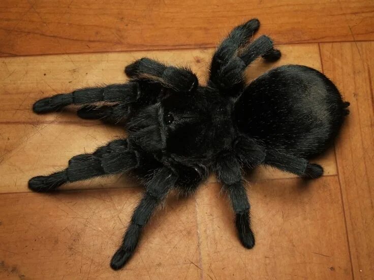 Avicularia versicolor tarantula (spider) Pictured is a fem. Flickr