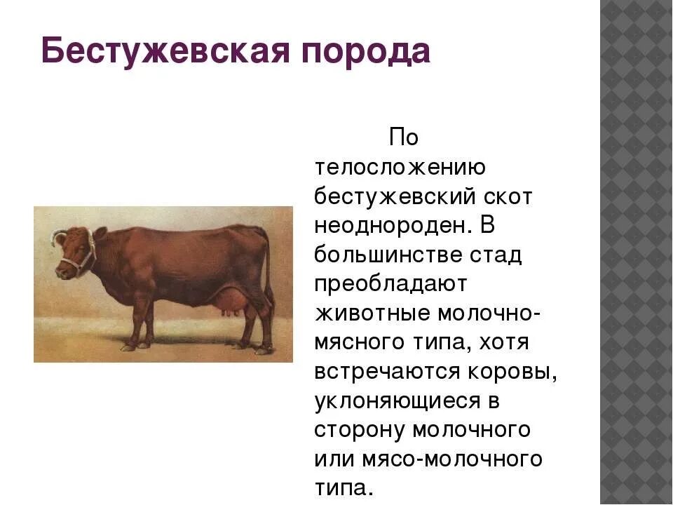 Бестужевская порода КРС характеристика. Мясные породы Быков Бестужевская. Бестужевская порода коров бык. Корова породы Бестужевка.