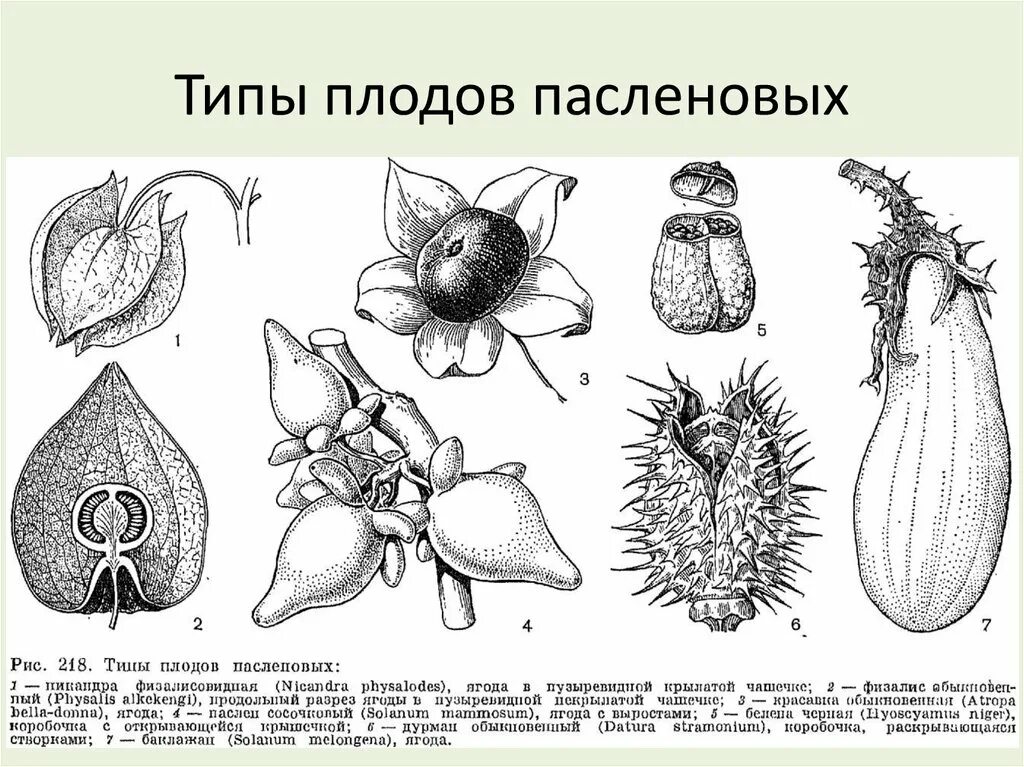 Виды плодов коробочка