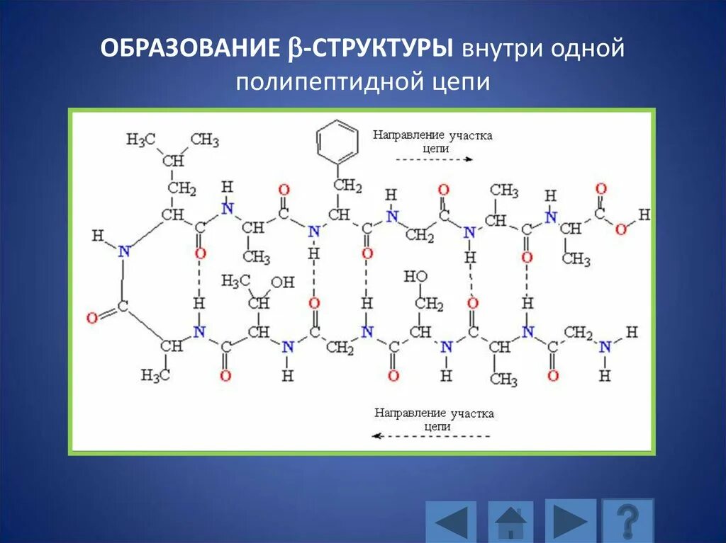 Состав b6. Полипептидная цепочка. Пространственное расположение полипептидной цепи. Полипептидная цепочка в биологии это. Развертывание полипептидной цепи.