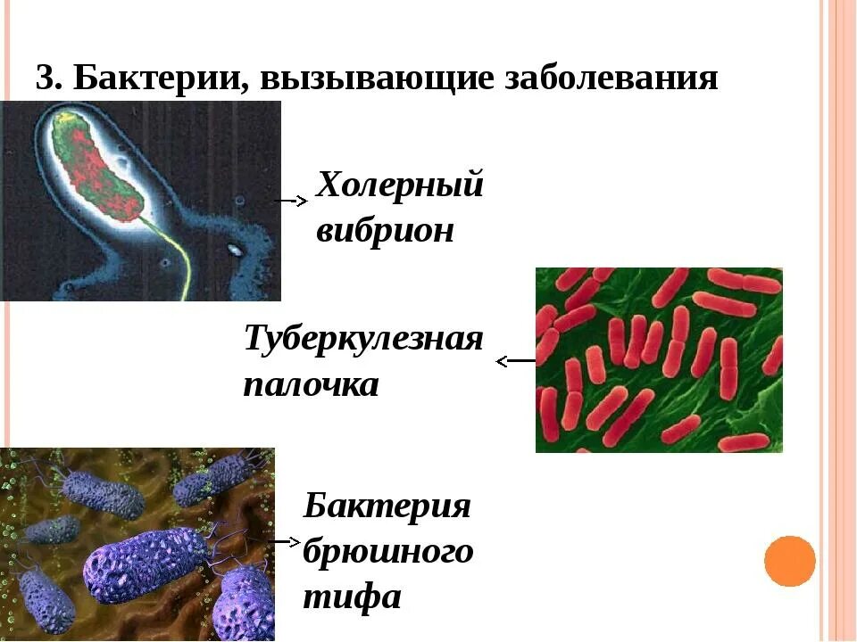 Пример бактерий вызывающих болезни. Биология 5 класс микроорганизмы бактерии. Болезни вызываемые бактериями 5 класс. Сообщение на тему болезни вызываемые бактериями у человека. Болезни бактерий 5 класс биология.