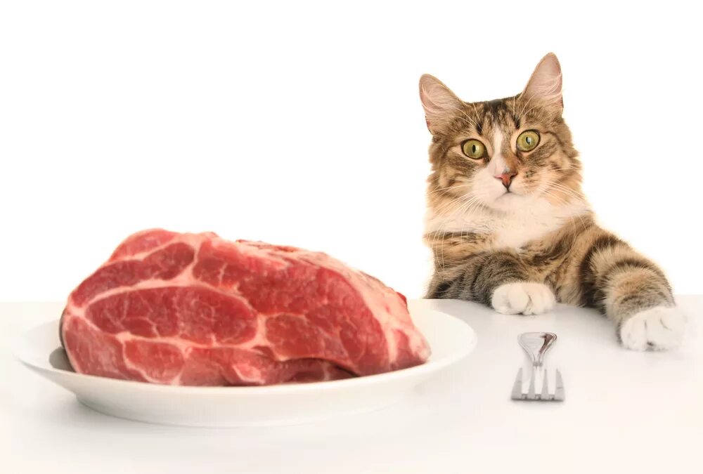 Можно кормить кота рыбой. Еда для кошек. Кот питание. Натуральная пища для кошек.