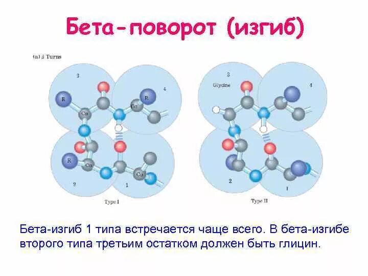 Бета поворот. Бета изгиб вторичной структуры белка. Бета петля. Бета поворот в белках.