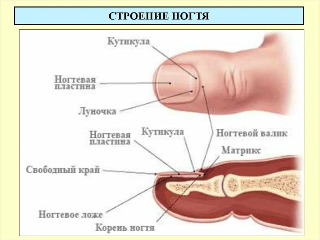 Ногтевой валик на ноге. Строение ногтевой пластины на ногах на большом пальце. Анатомия ногтя и ногтевой пластины на ногах. Строение ногтя на ноге. Строение НОГТЯЯНА ноге.