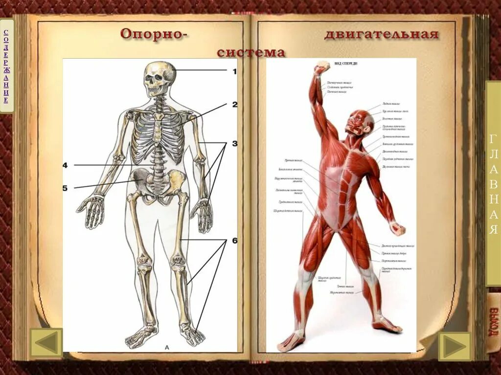 Опорно двигательная система рисунок