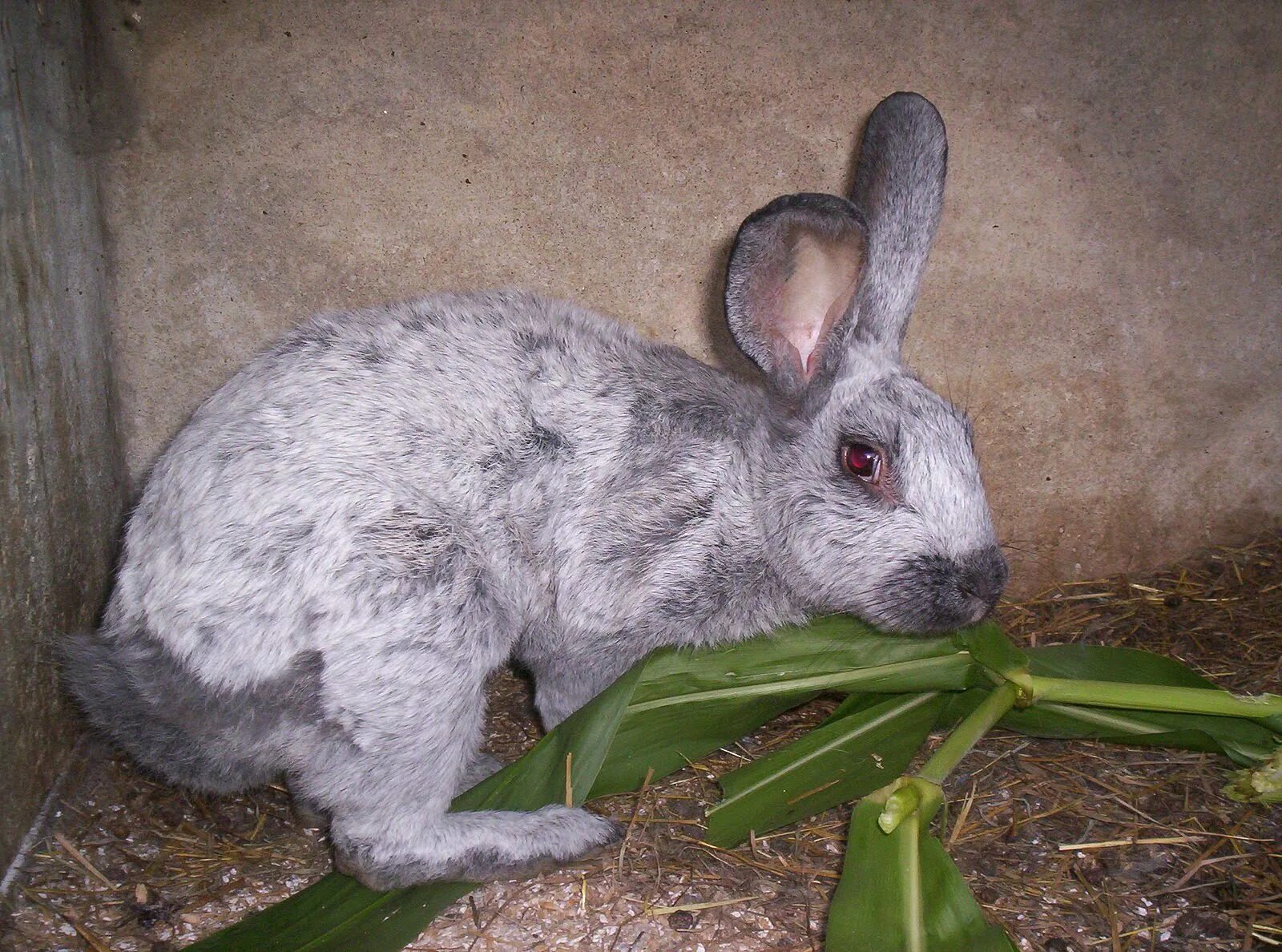 Well rabbit