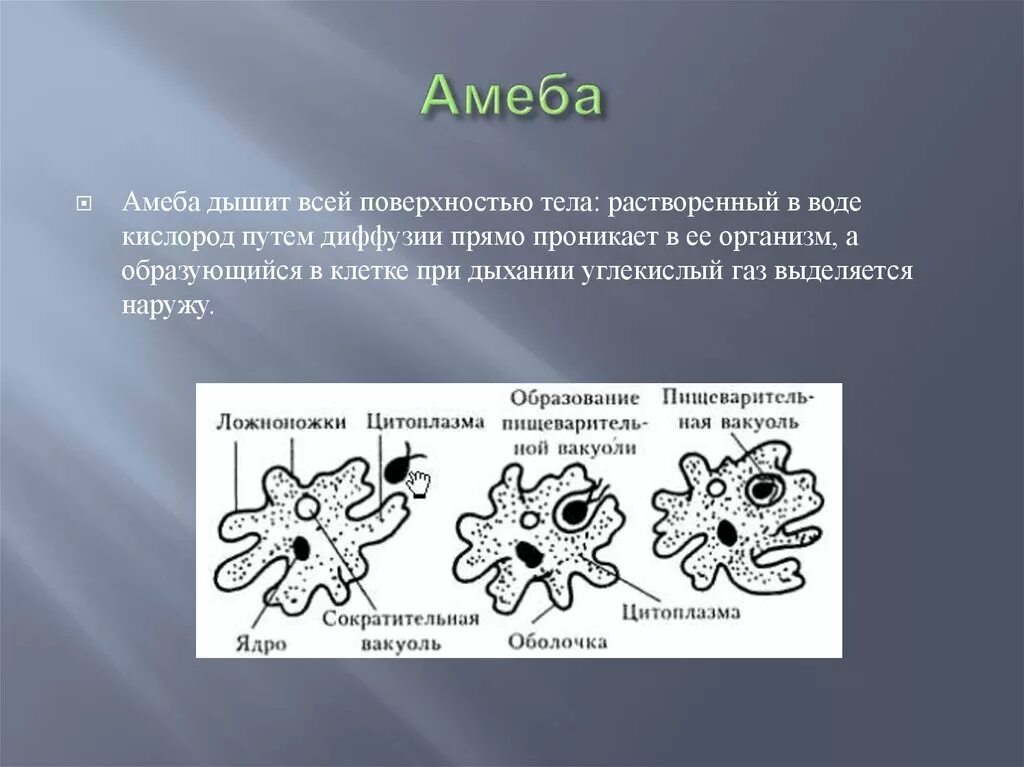 Каким способом осуществляется поглощение амебой клеток водорослей. Дыхание амебы схема. Жизненный цикл амебы обыкновенной. Амеба кратко. Процесс питания амебы.