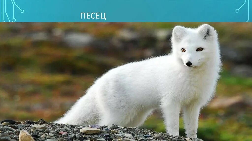 Песец уши. Песец уши