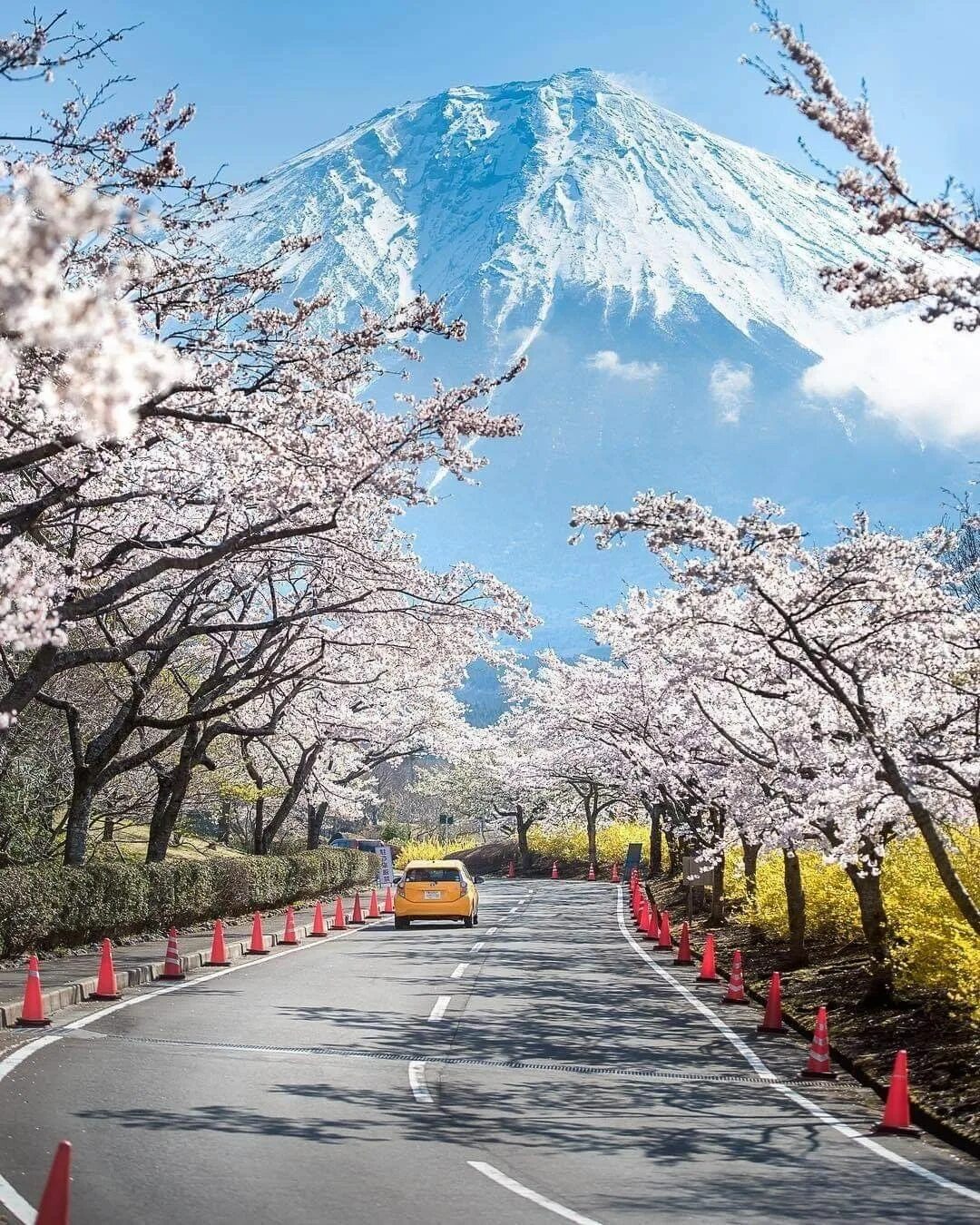 Yellow spring road япония. Сидзуока Япония. Фудзияма Япония. Токио Фудзияма. Япония весной Сидзуока цветение Сакуры.