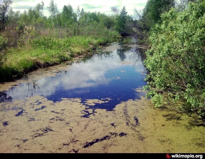 Торфяного болота голубев мох. Торфболото димитровград. Карачуново болото. Болотная 5. Торфяное болото.