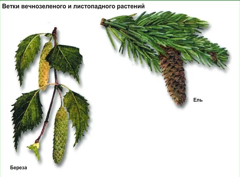 Листопадные и вечнозеленые. Вечнозеленое растение с листьями. Листопадные растения и вечнозелёные растения. Вечнозеленое растение ветка.