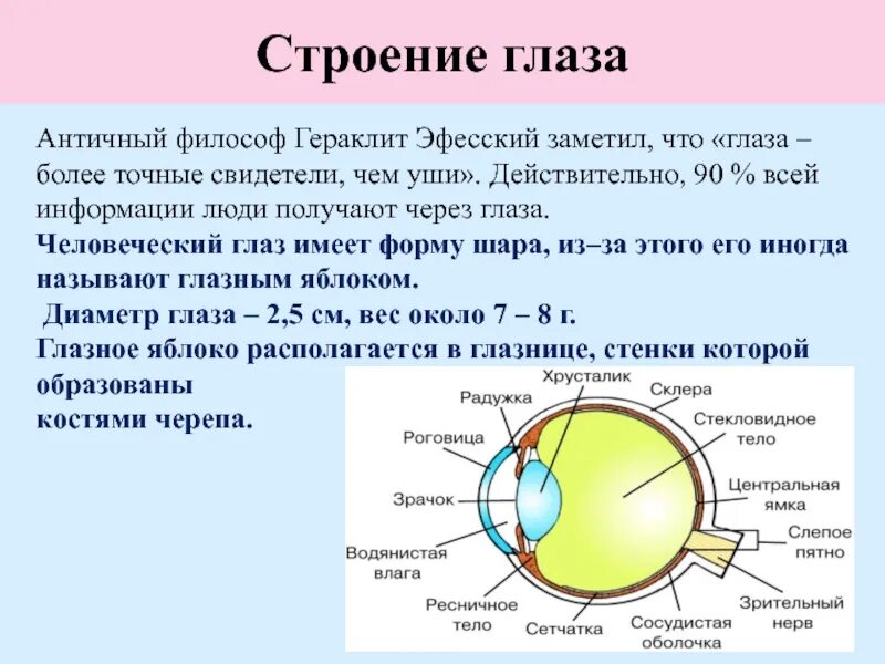 Глаз биология 8 класс кратко. Строение глаза вид сбоку. Строение зрительного анализатора глазное яблоко. Орган зрения оболочки глазного яблока. Строение и функции частей глаза.