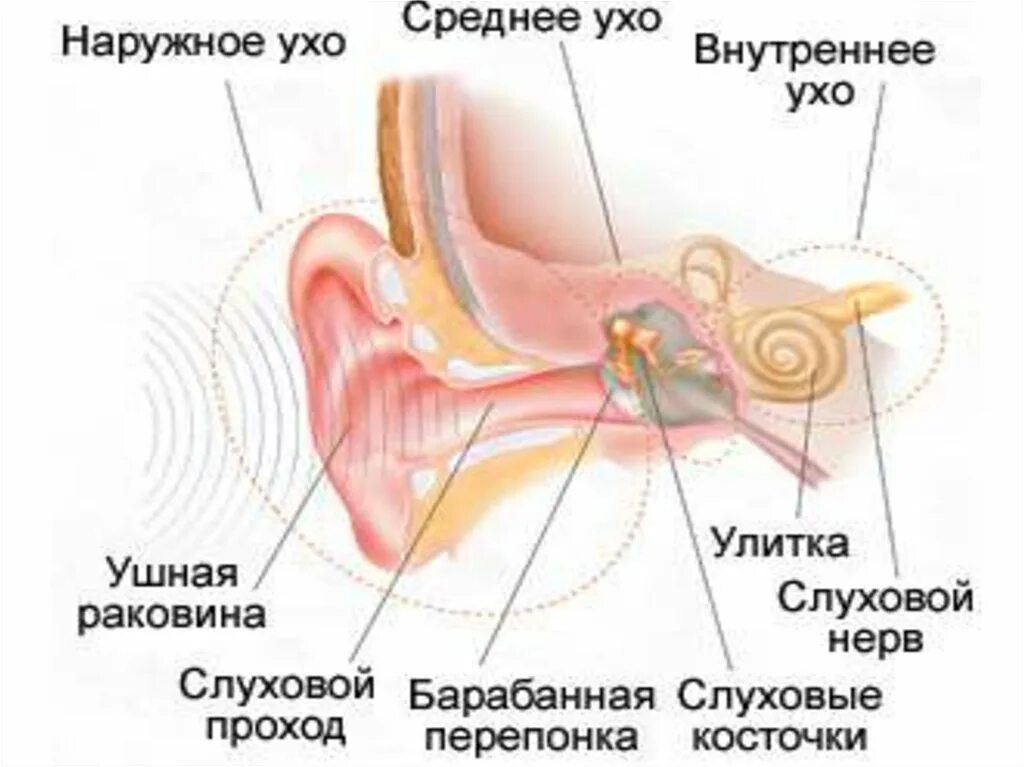 Строение уха ребенка 4 года. Слуховая система внутреннего уха. Наружное строение уха для детей. Чувствительный орган слуха