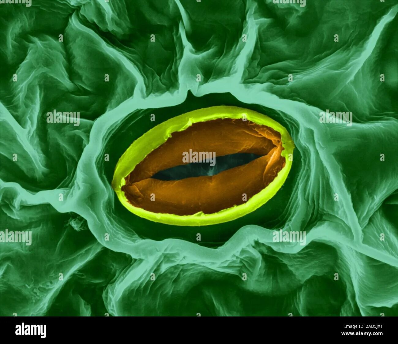 Кожица традесканции под микроскопом. Устьица листа под микроскопом. Устьица микрофотография. Устьица растений под микроскопом. Устьица у растений это.