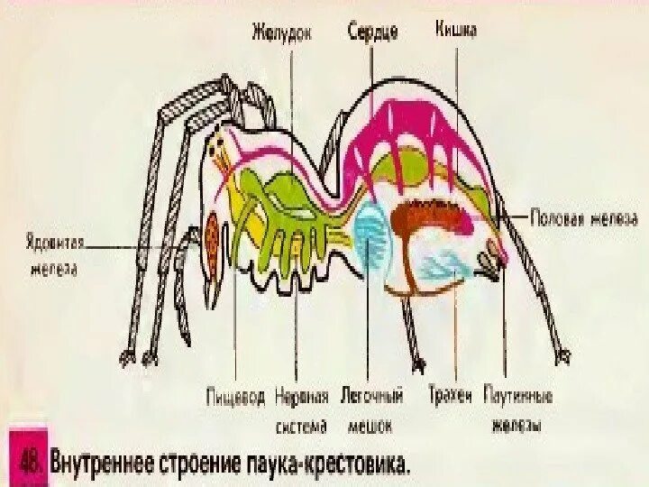 Паукообразные схема. Внутренне строение паука крестовика. Внутреннее строение паука крестовика. Паукообразные 7 класс биология строение паука. Строение паука крестовика схема внутреннее строение.