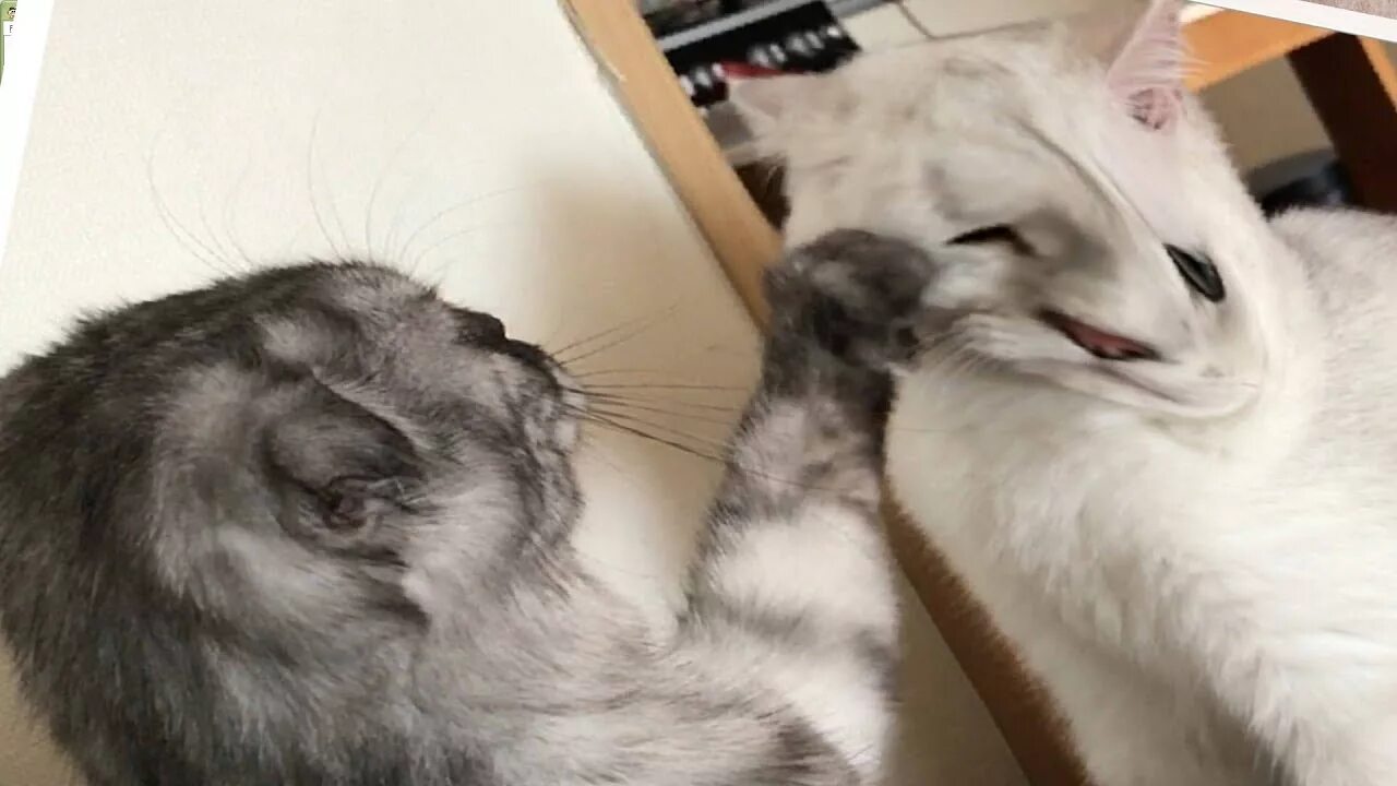 Кот димон. Смешные ролики про котов с озвучкой. котик димона. смешные видео с котами с озвучкой.