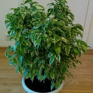 Фикус бенджамина кинки