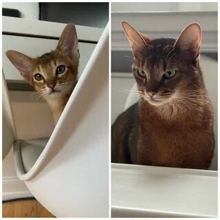 Меняю кота