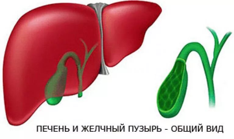 Дисхолии желчного пузыря. Перекрут желчного пузыря. Перегиб желчного пузыря. Загиб желчного. Изгиб желчного симптомы