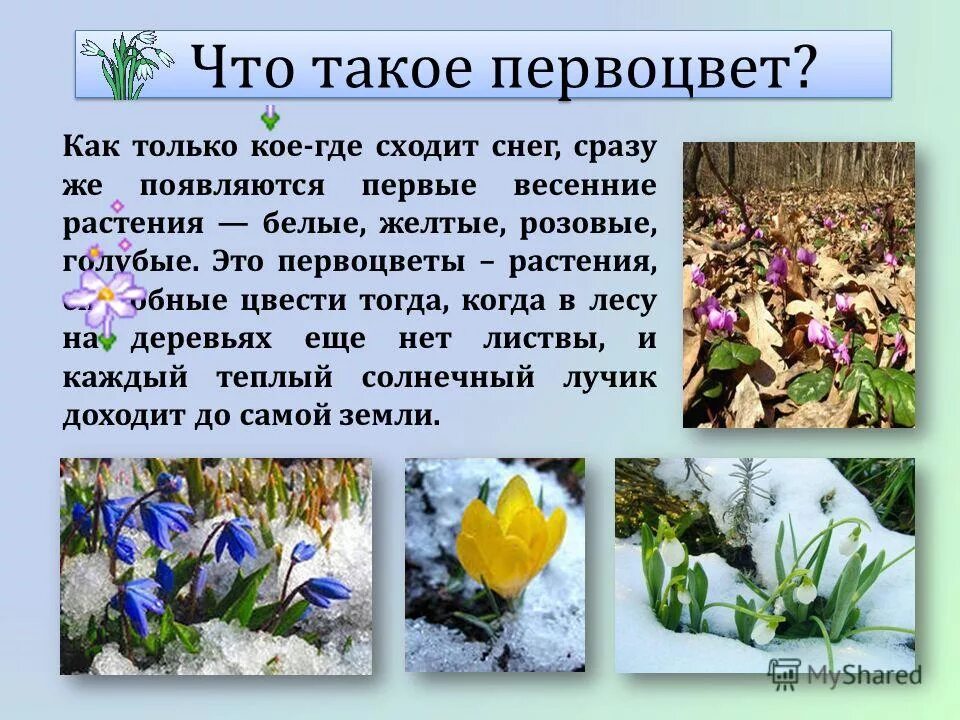 Доклад на тему март. Весенние цветы первоцветы. Примула первоцвет през. Весенние первоцветы для детей. Раннецветущие весенние цветы.