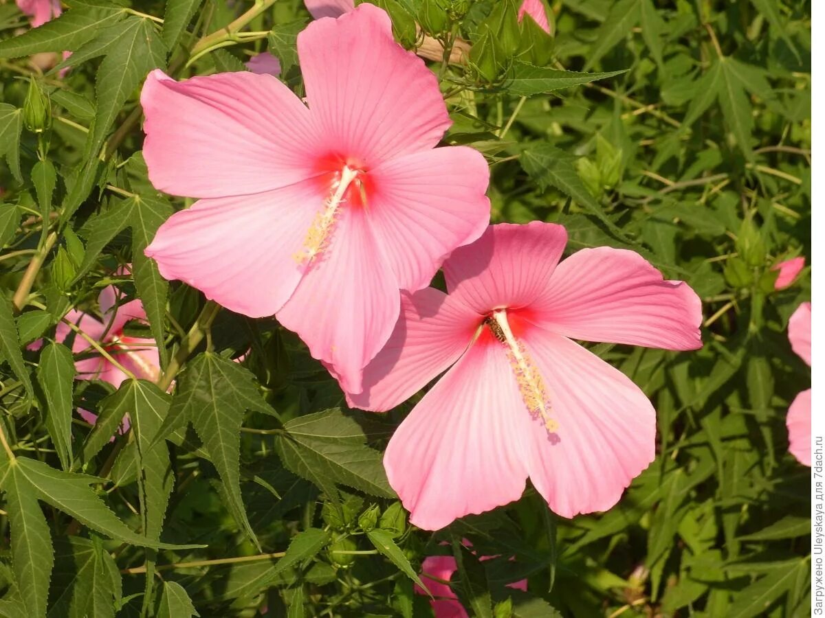 Гибискус гибридный. Гибискус гибридный (hibiscus hybridus). гибискус гибридный пинк пешн.