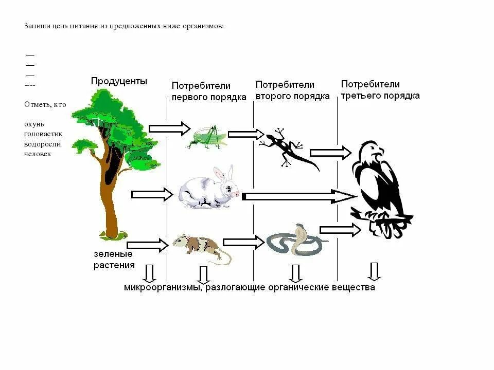 Животных называют потребителями так как. Схема трофической цепи. Пищевая сеть леса схема. Трофическая цепь, пищевая цепь, цепь питания есть:. Трофические уровни пищевой цепи таблица.
