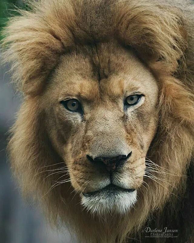 Внешность льва. Лев в африке. Лев фото. Лев рычит. Лев.