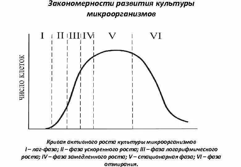 Стационарная кривая. Основные фазы роста бактерий. Основные фазы Кривой роста периодической культуры микроорганизмов. Фазы размножения бактерий график. Фазы роста микроорганизмов в периодической культуре.