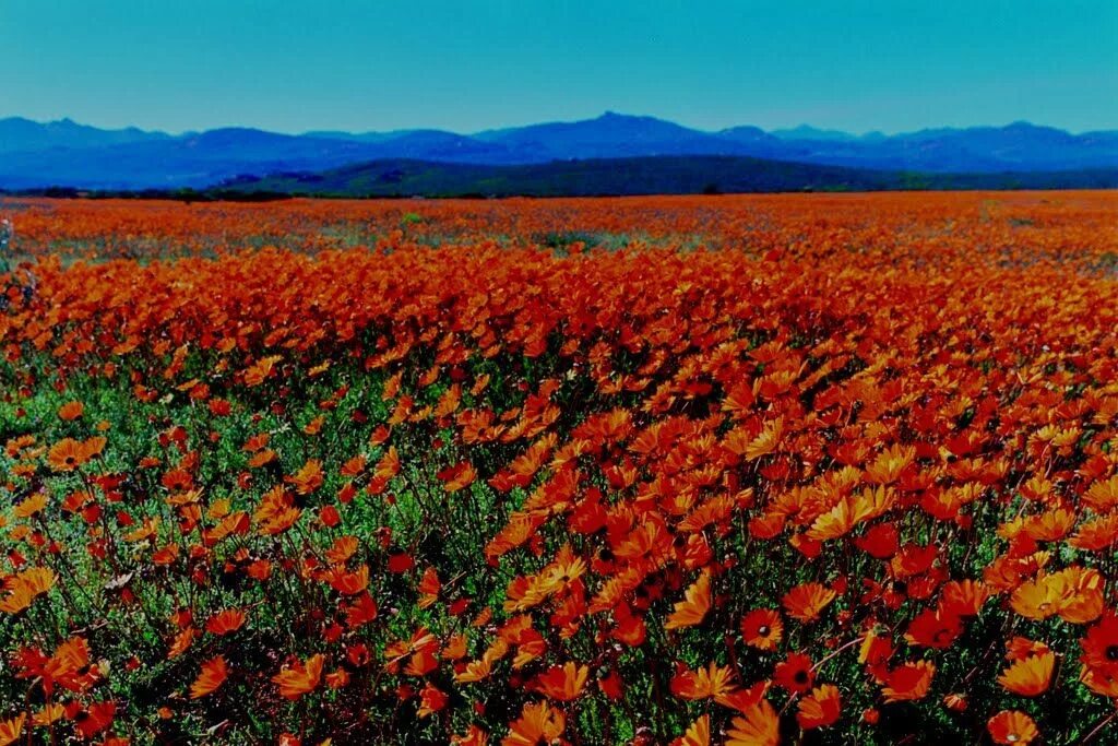 Цветущая саванна африки. Масаи народ африки. Цветочная долина, перуджа, италия. Флаг юар. Цветовая гамма африки.