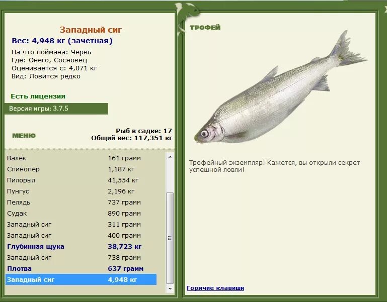 Таймень и щука. Какую рыбу в шутку в сибири. Таймень дальневосточный. Рыба в эти ловушки попадала ценная осетр стерлядь. Рыба таймень в енисее.