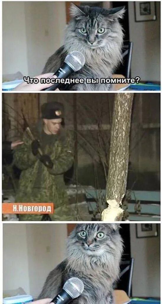 Песня спас кота. Спасение кота барсика. солдат спасает кота барсика. солдат спас кота. спасение кота мем.