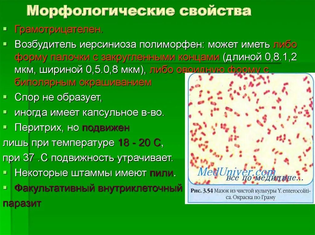 Энтеробактерии Yersinia. Морфологические свойства. Yersinia pestis семейство ,род.