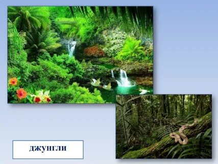 Джунгли 5