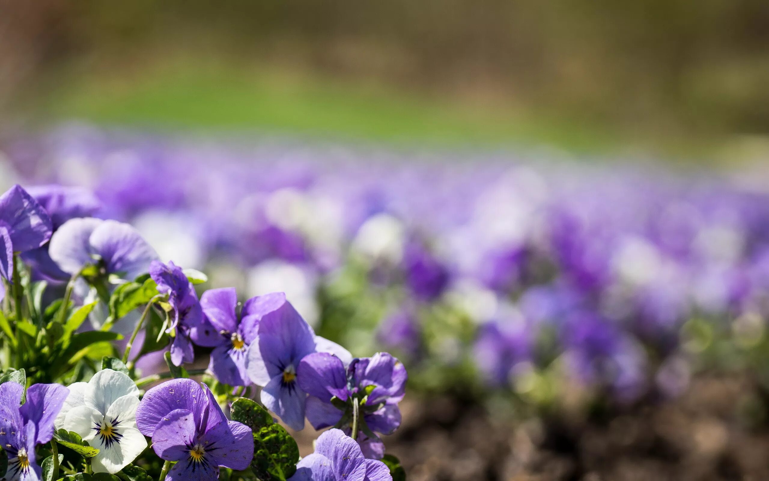 На заднем дворе расцвели фиалки 8. Виола анютины глазки. Анютины глазки цветы лесные. На заднем дворе расцвели фиалки 8. Виола рогатая ампельная.