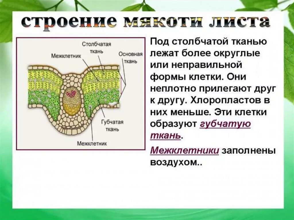 Столбчатая основная ткань выполняет функцию. Столбчатая ткань мякоти листа. строение межклетников листа. клеточное строение листа межклетники. клетка мякоти листа столбчатая ткань.