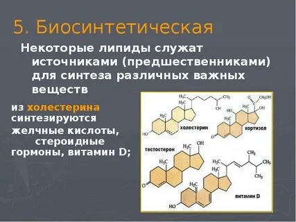 К какой группе липидов относится холестерин