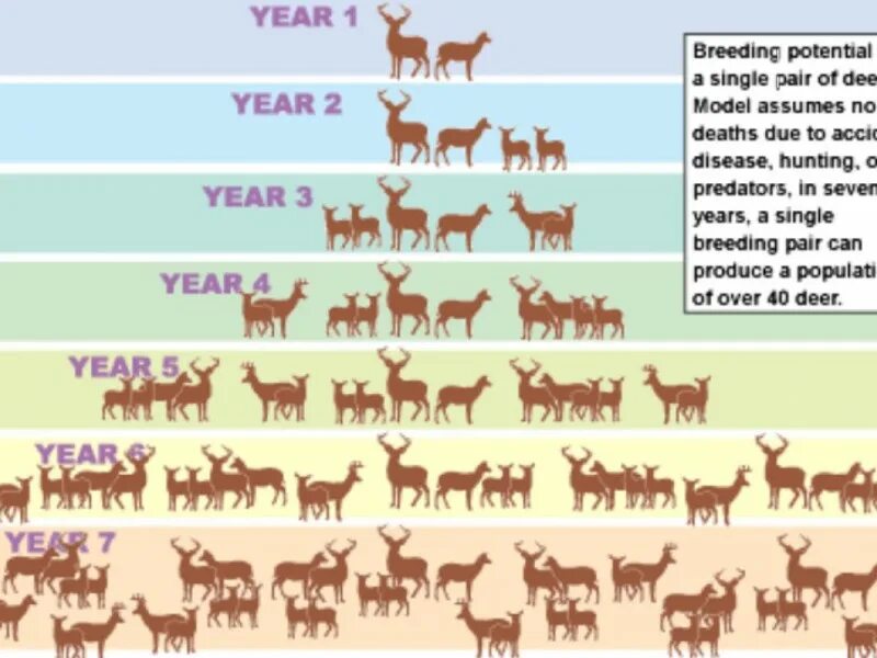 Highest breeding. Population animals. population control. breeding pair. animal population scheme.