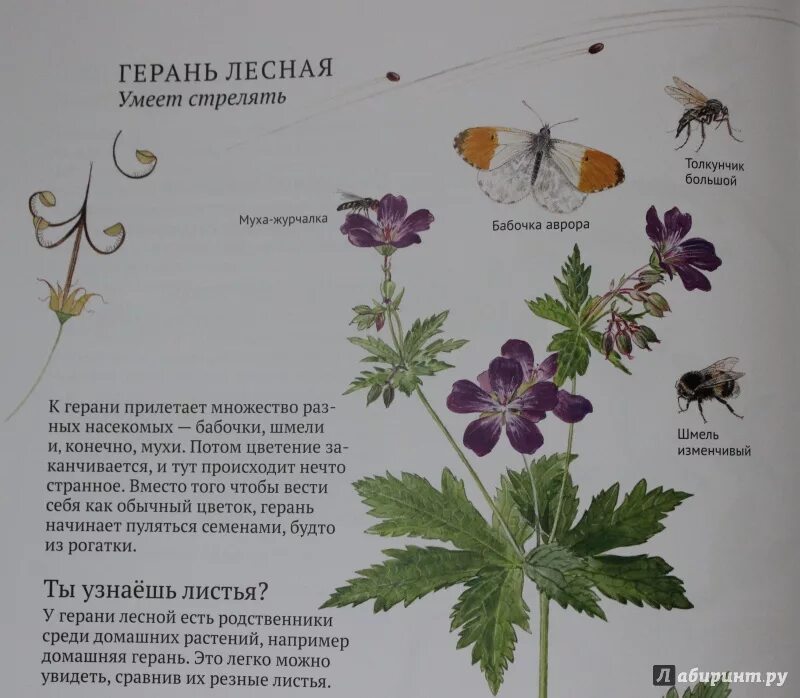 Описание листа пеларгонии. Описание листа пеларгонии